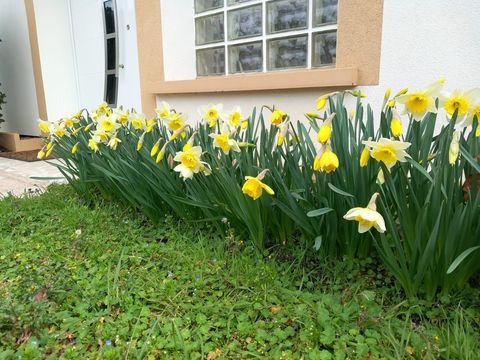 Jonquilles bordant la porte d'entrée de la villa au printemps