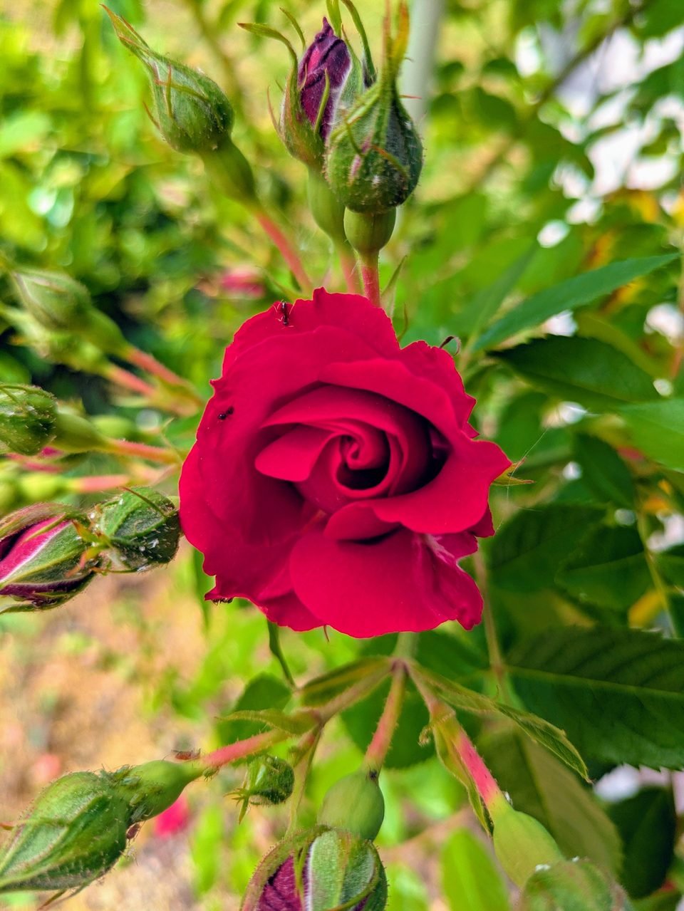 Gros plan d'une rose rouge du rosier de la Villa Sainte-Rose, entourée de boutons