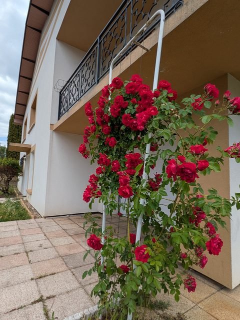 Rosier grimpant en fleurs le long de la façade de la villa