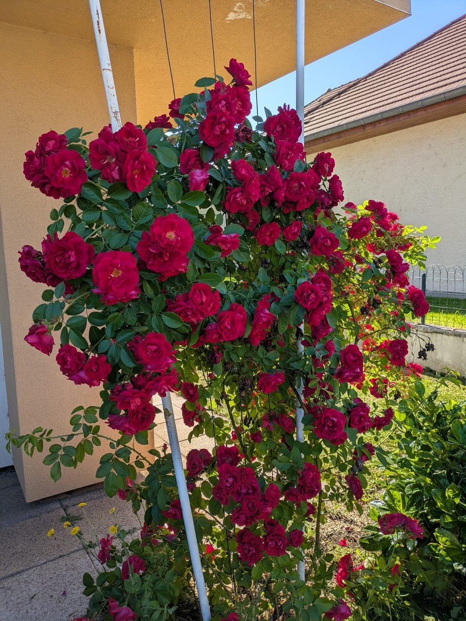 Rosier grimpant aux roses rouges devant la façade de la Villa Sainte-Rose
